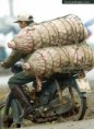 /album/nepochopitelne-hloupe-napady/funny-transporting-pigs-lustige-transport-schweine-le-transport-des-porcs-droles-srandovni-prevoz-prasat-jpg/